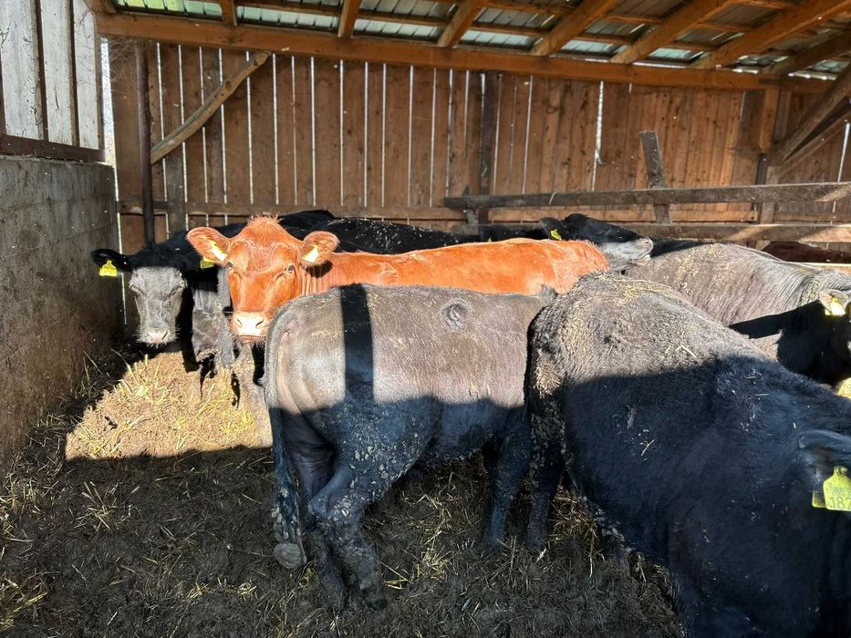 Vand 11 vitei, 4 baltata romaneasca, 11 angus