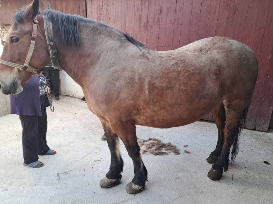 Cal (iapă) de 7 ani