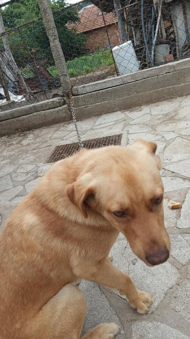 Подарявам куче лае много