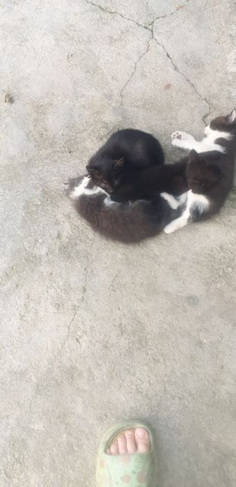 Отдам бесплатно котят в хоршие руки