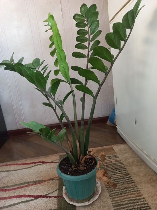 Доллорывый гүлдер.