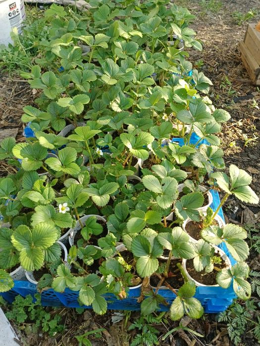 Продам саженцы клубники