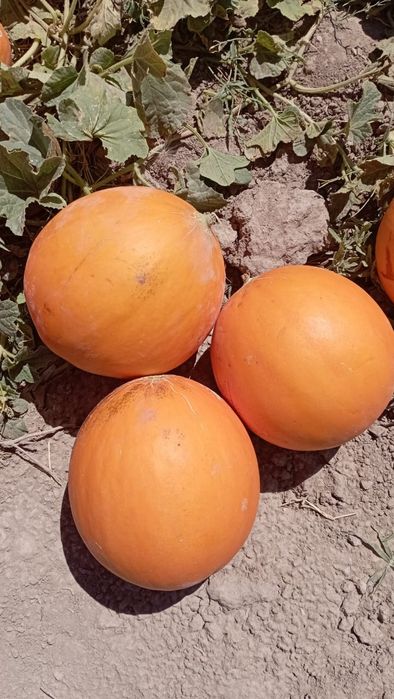 Дыня семена  Бакинка ( колхозница )