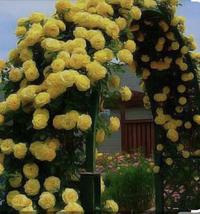 Вьющиеся розы  5 сортов