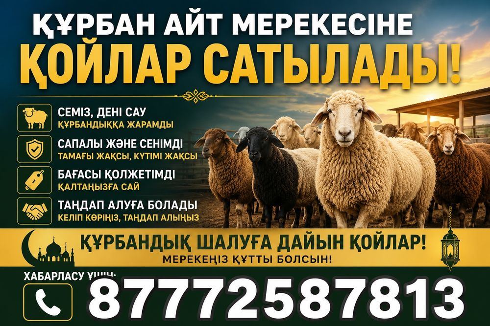 Құрбан айт мерекесіне арналған қойлар сатылады.

Қойлар семіз, дені са