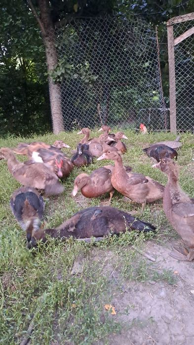 Vând cream legbar și rațe leșești