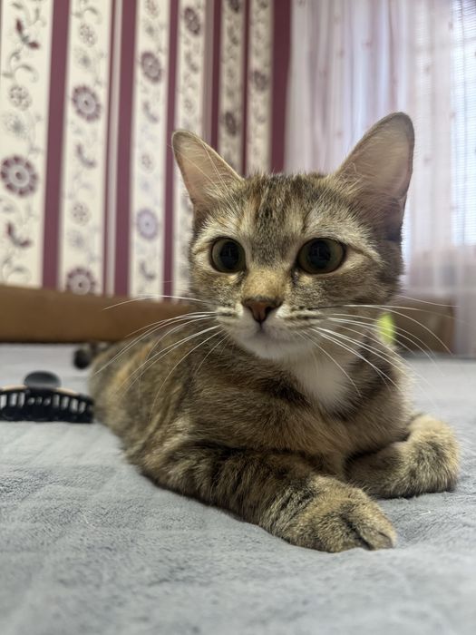 Отдаю кошечку в добрые руки