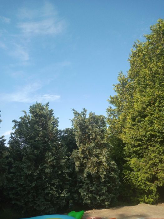 Tuia occidentalis - 6m și tuia columnaris- 4m