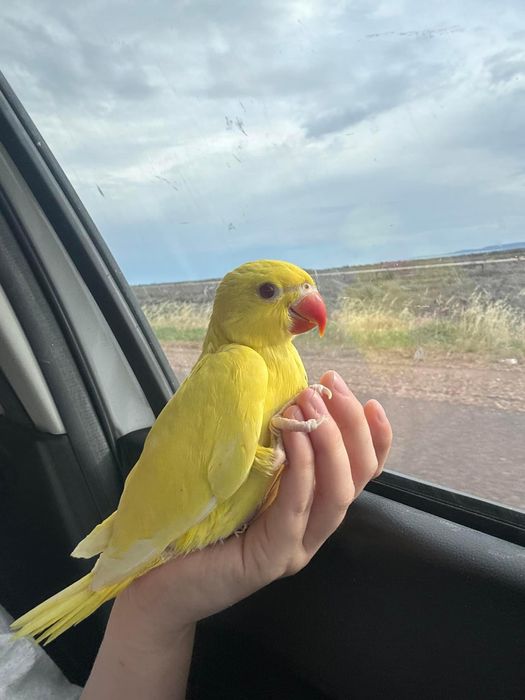 Papagali Micul Alexandru pui blanzi crescuti la mana Alexander