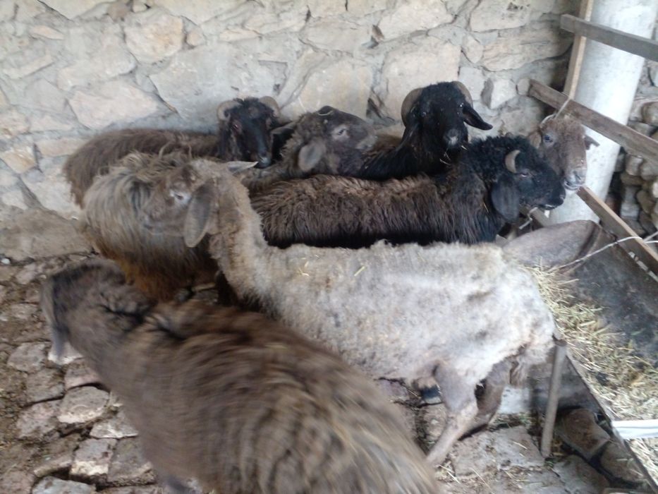 Кочкорлар сотилади