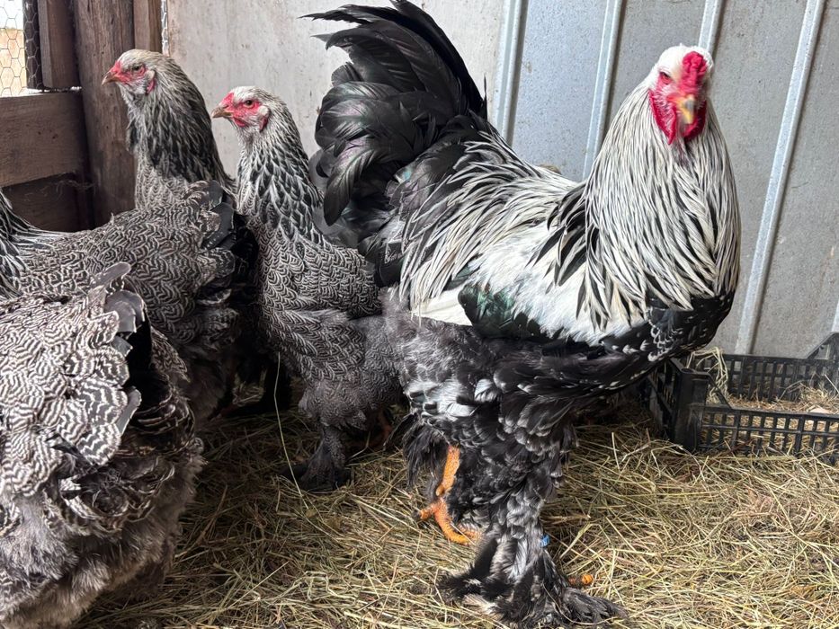 Brahma herminat Inchis