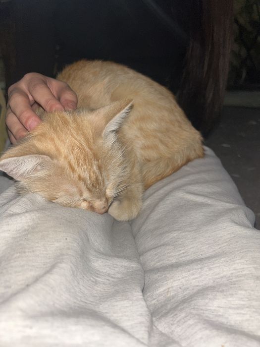 Котенок, мальчик в добрые руки срочно