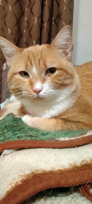 Отдам котика в добрые руки