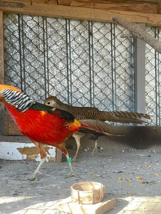 Vand fazani auriu pe rosu