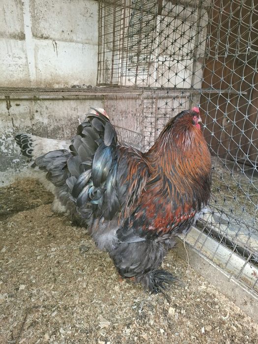 Ouă găini Australorp/ Brahma/ Moțată olandeză