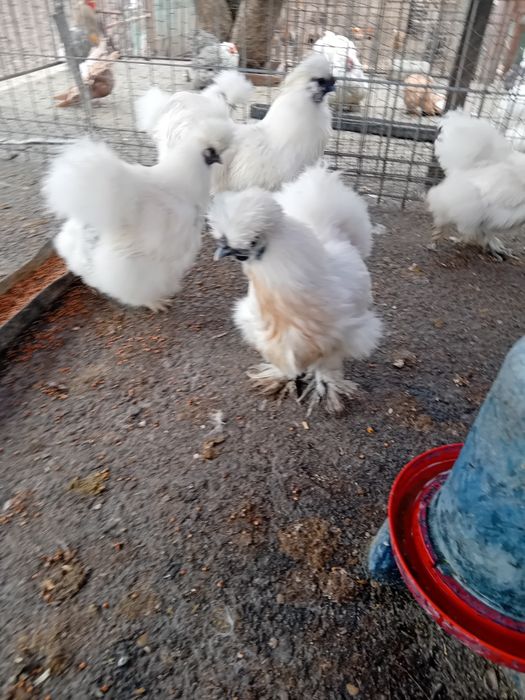 Oua matase japoneza de vanzare