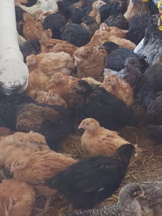 De vânzare puicuțe outoare