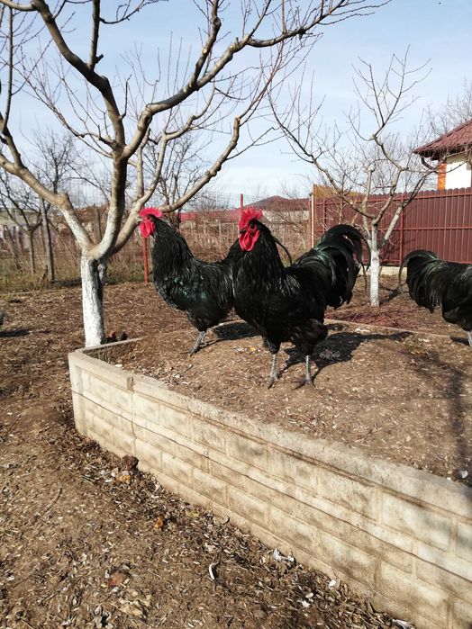 Cocoș Australorp Deosebit