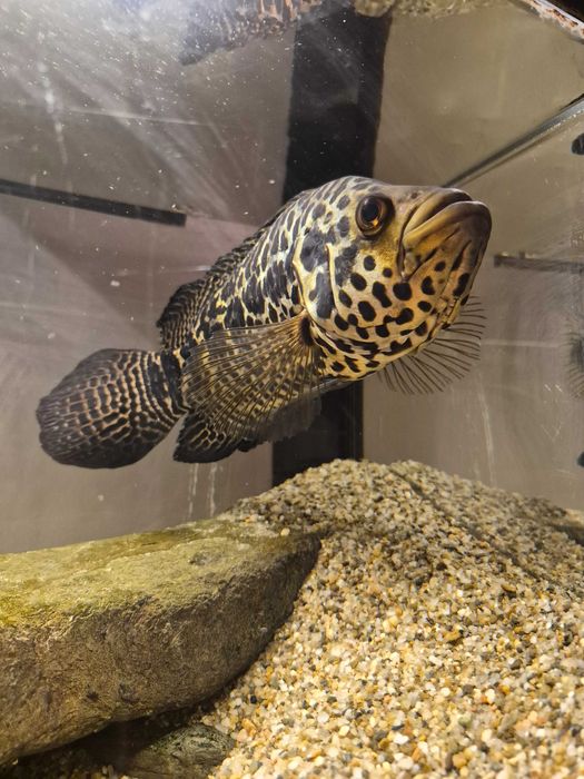 Peste ciclid jaguar