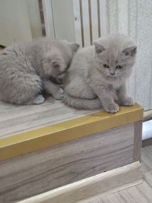 Британкие котята