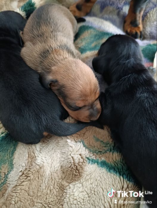 Щенки таксы.Классные!