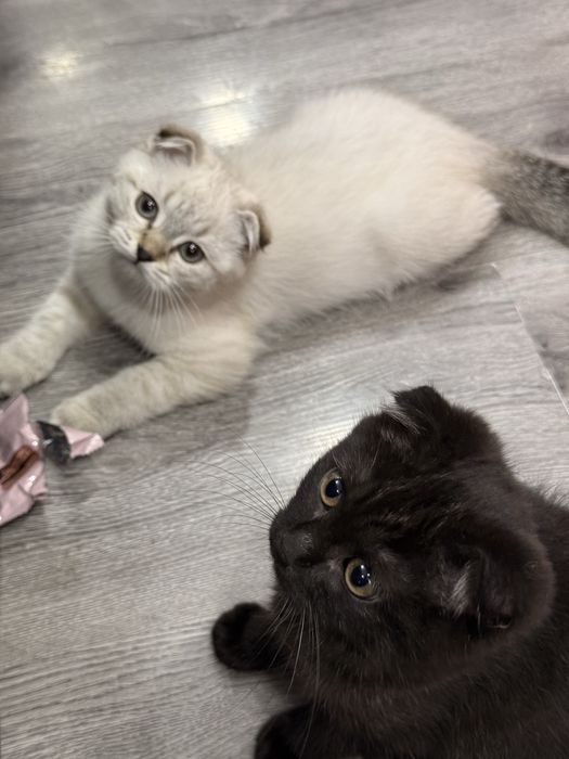 Котики шотландские 3 месяца