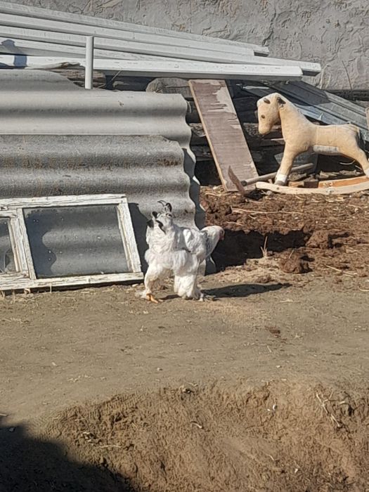 Жас қораз брама дені сау