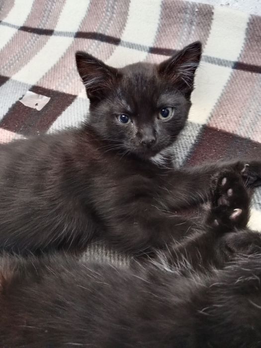 Сибирский котята