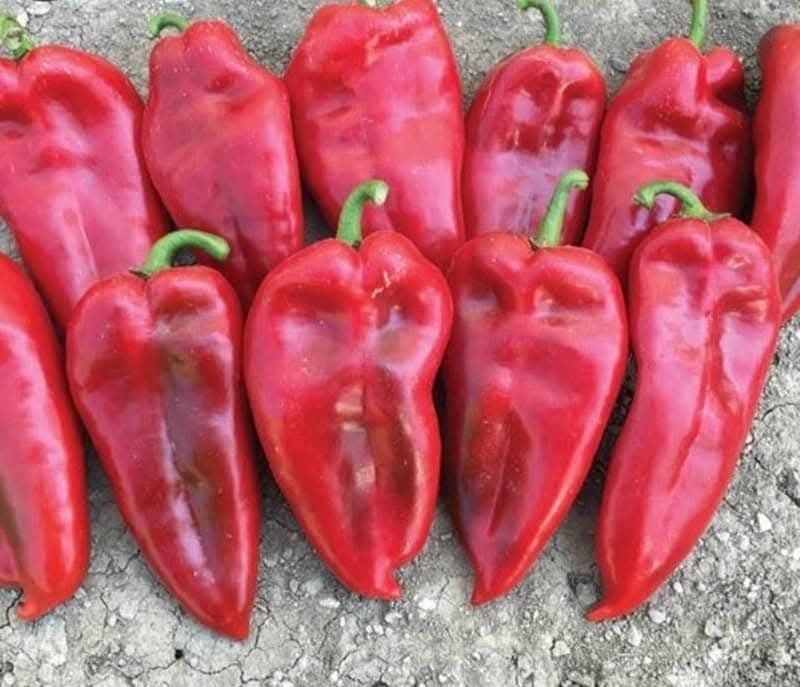 Продавам семена на пипер