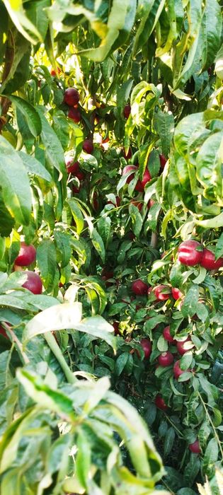 Мевали кучатлар Хар хил нави бор