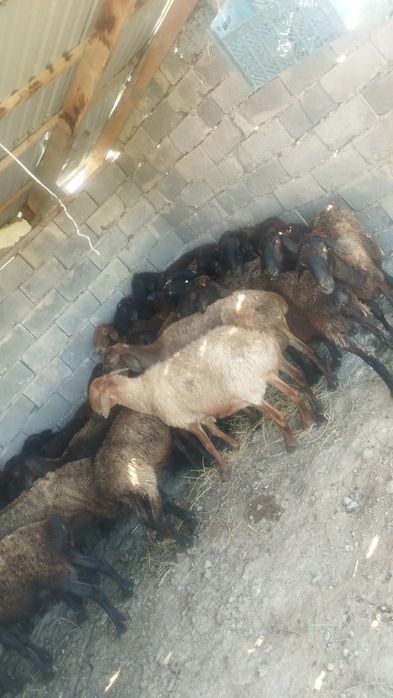 Шаруа қойлар сатылады