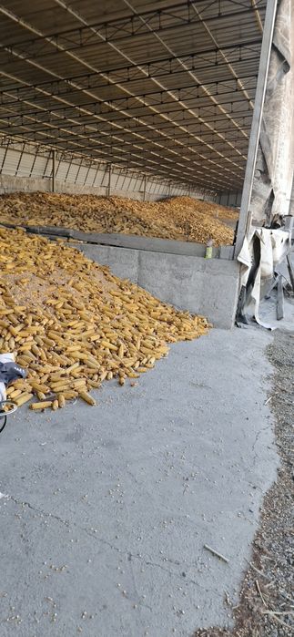 Кукуруза кормовая