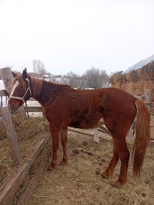 Кобыла 4 года один раз жеребилась.