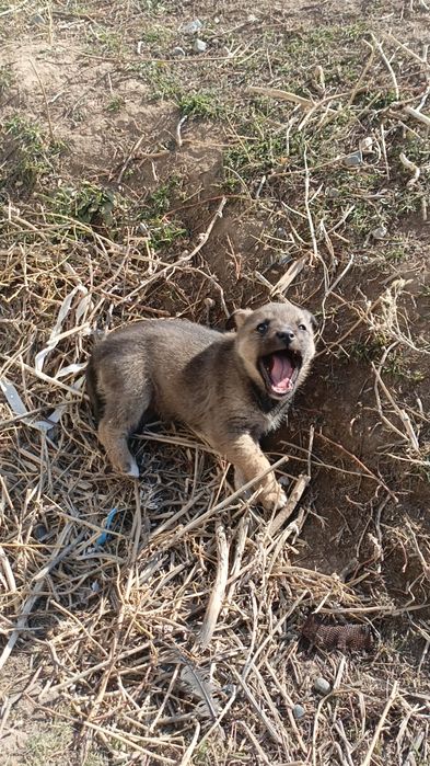 Срочно отдам щенят