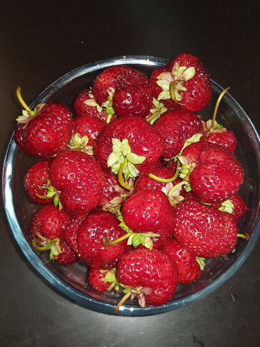 Саженцы клубники сорт Мице