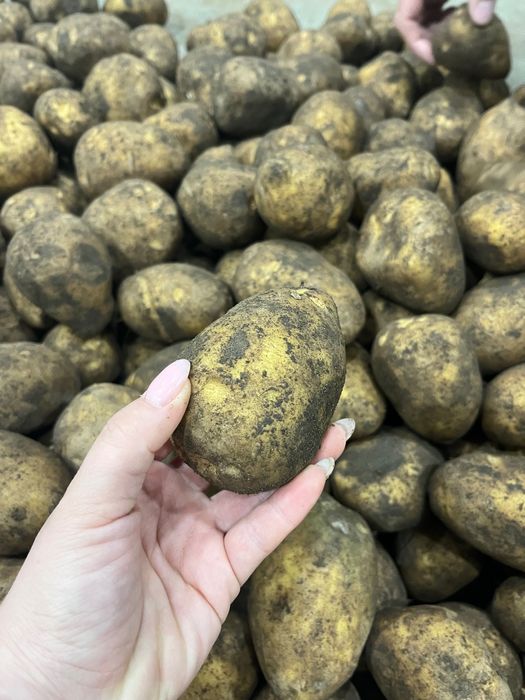 Продам картофель оптом