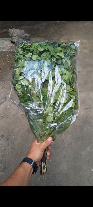 Березовые веники