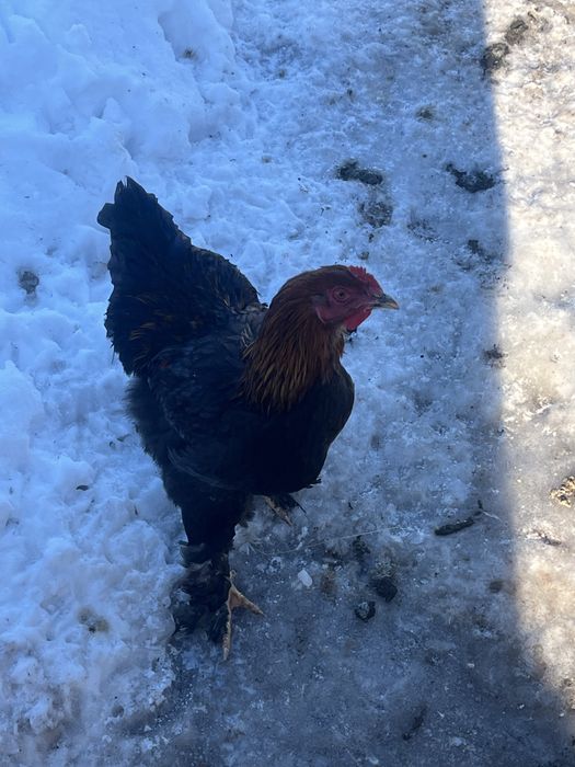 Vând cocoși si gainj de brajma