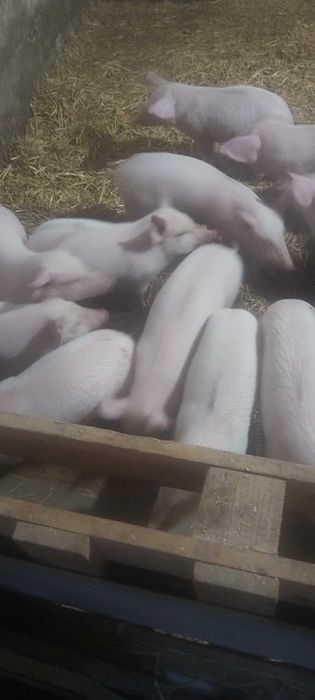 Прадавам малки прасенца