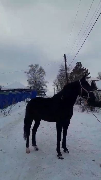 Продам иноходца амереканца