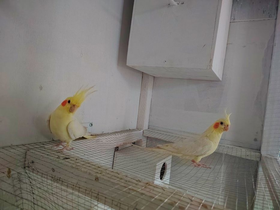 Korella popugaylari. Птицы Корелла