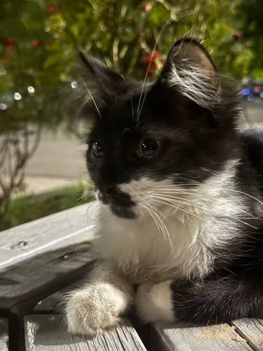 ищем дом для котенка!