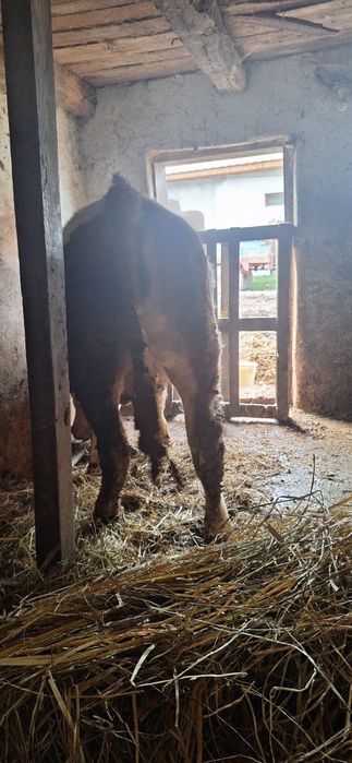 Vând Jurinca şi Taur