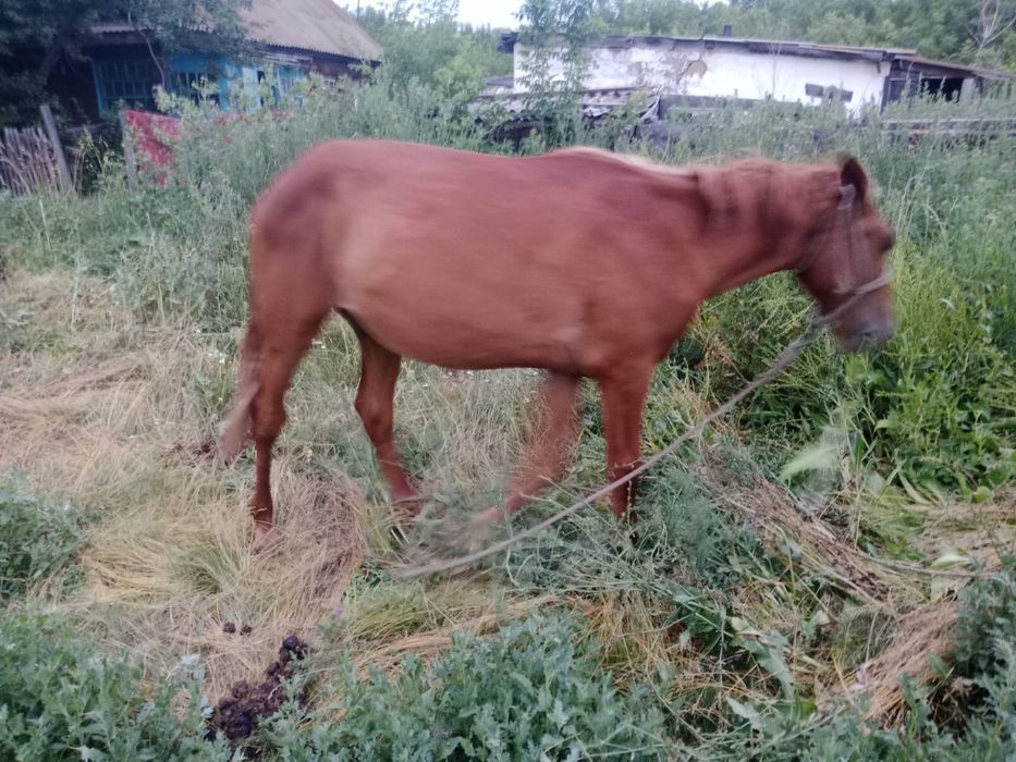 Продам коня жеребец