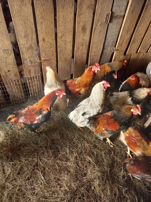Продам домашних петушков