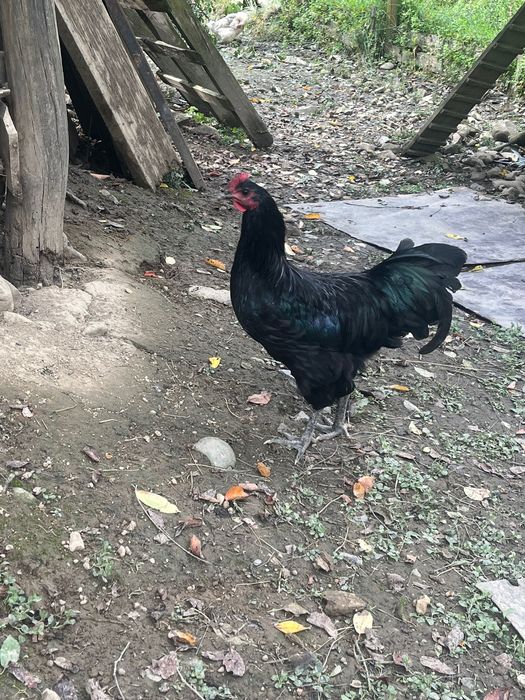 Cocos astrolop crescut natural