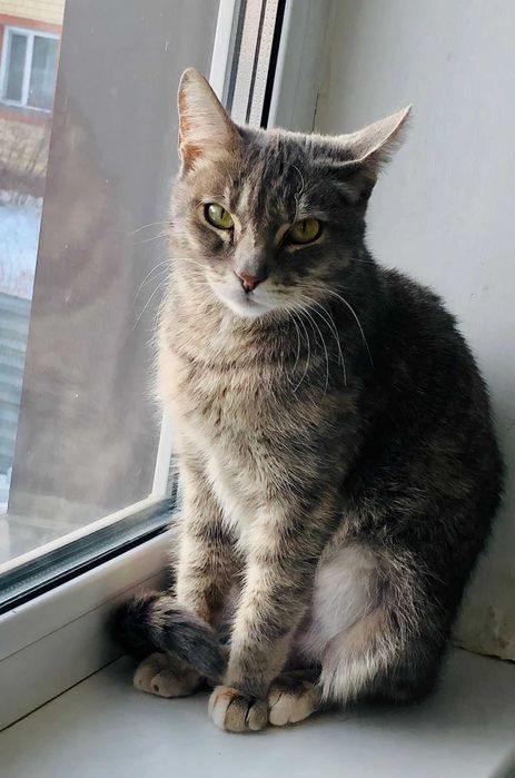 Кошка Зула ищет дом