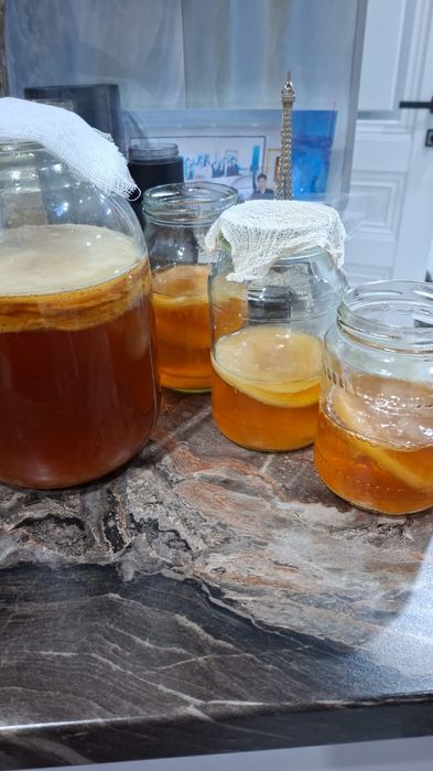 Продам чайный гриб