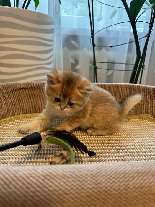 Самые милые, игривые ,умные, котятки..