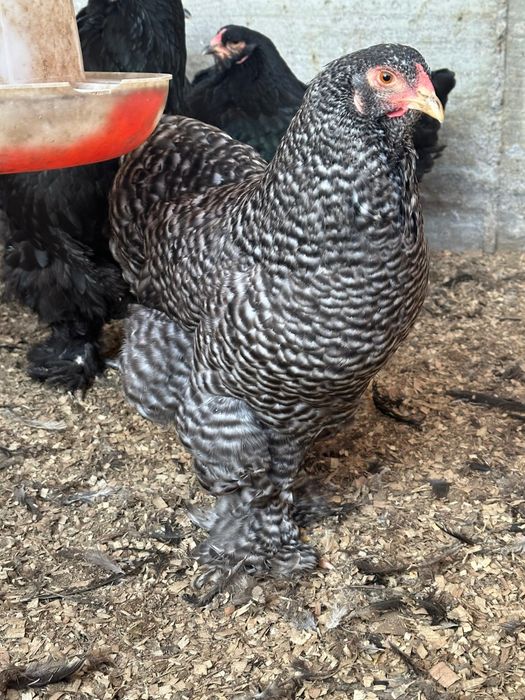 Брама полосатая, кукушка